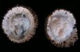 Wolf and Bear Deerhorn Rosettes / Burrs